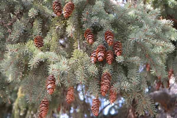 White spruce tree