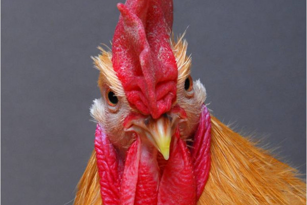 One of the flu-resistant chickens