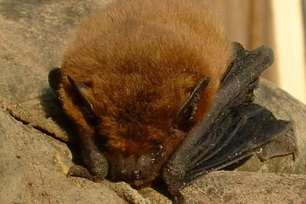 Pipistrellus pipistrellus, the common pipistrelle bat.