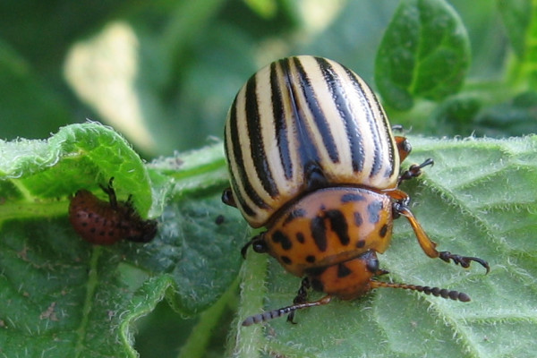 Potato beetle