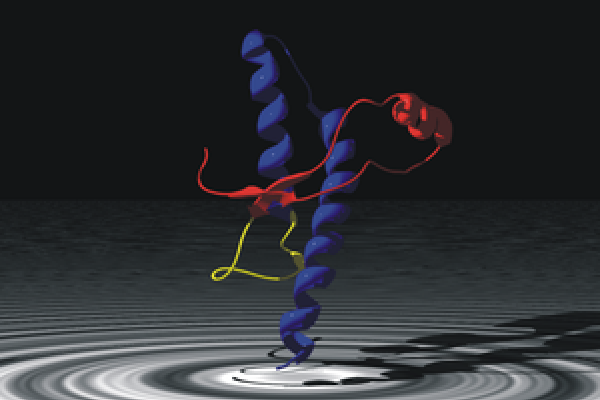  Human prion protein, residues 125-228, created from protein database (PDB) entry 1QM3. The coloring illustrates the subdomains, that are proposed to initiate the conversion from the normal cellular to the scrapie form by slow motions. Red:...