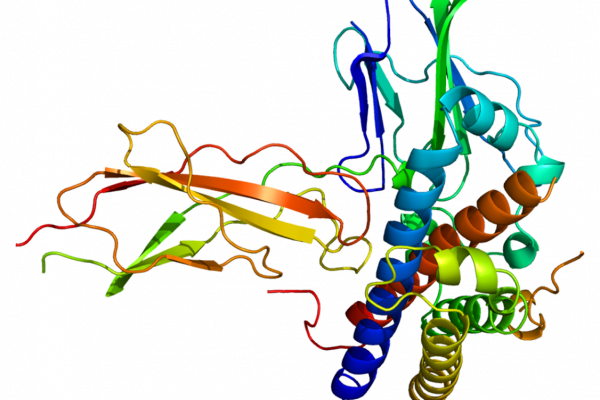 Structure of the Growth Hormone Receptor (GHR) protein.