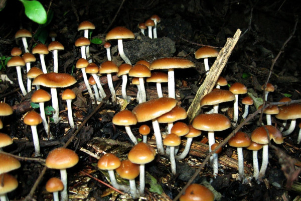 Magic mushrooms growing in irrigated wood chip landscaping.