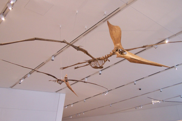 A pterosaur, the pteradon