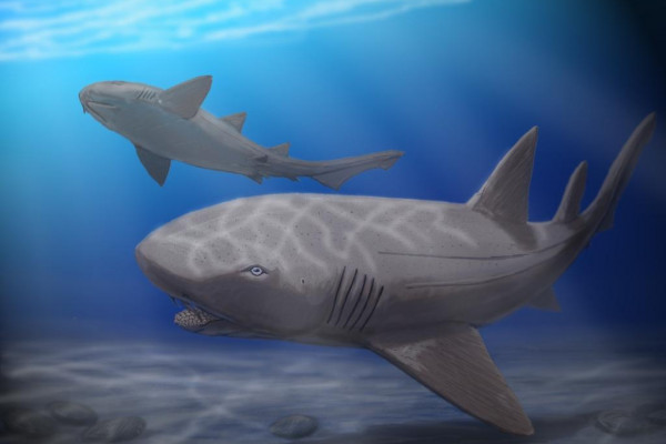 Artist's impression of Ptychodus mortoni - a giant durofagous shark from Late Cretaceous