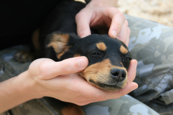 Portrait of a Dobermann puppy near Coltan.
