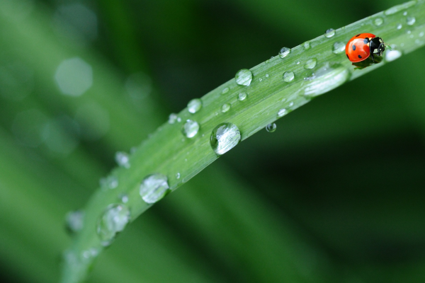 Raindrops on a leaf