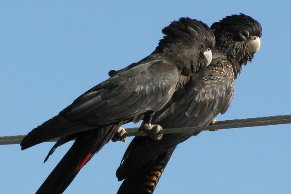 A pair of Red-tailed Black Cockatoos (also known as Banksian Black Cockatoo or Bank's Black Cockatoo) perching on a wire. Male on left and female on right.