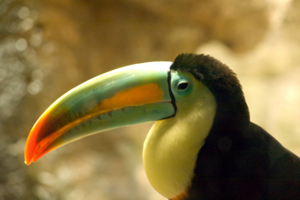 Keel-billed Toucan (also known as Sulfur-breasted Toucan and the Rainbow-billed Toucan) at Faunia, a zoo park in Madrid, Spain.