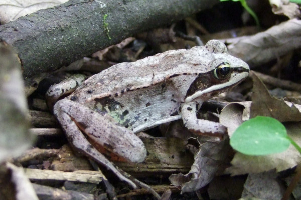 Wood frogs can survive freezing