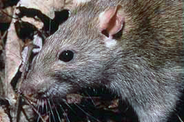 Rattus norvegicus, the Brown Rat.