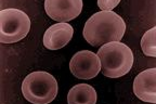 Red Blood Cells