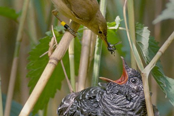 A Reed Warbler feeding a Common Cuckoo