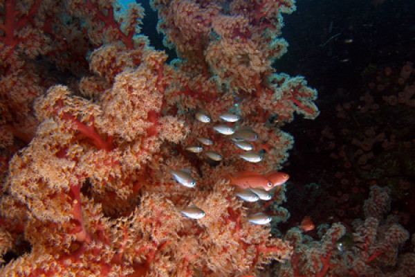 coral reef scape