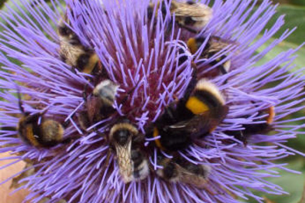 A swarm of different bumblebee species all feeding on the huge flower of a cardoon.