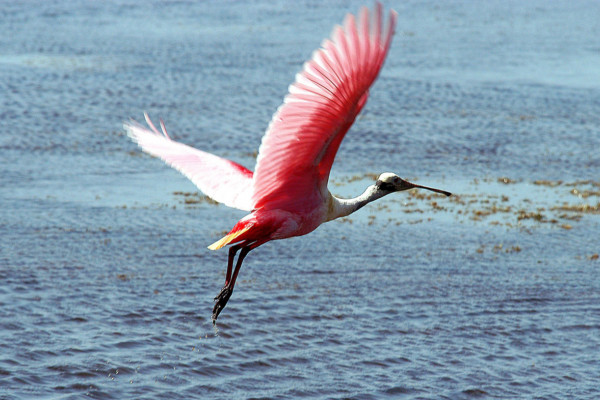 Roseate spoonbill