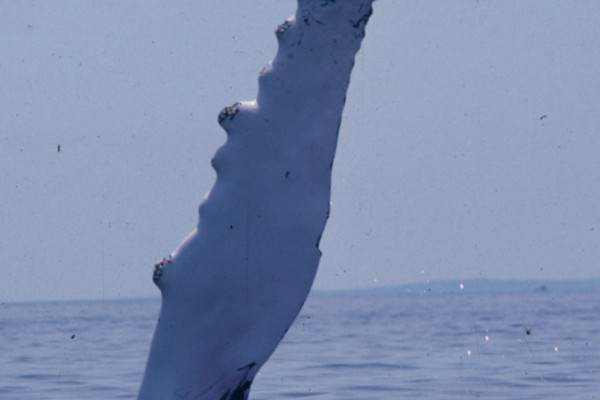 A Humpback Whale fin