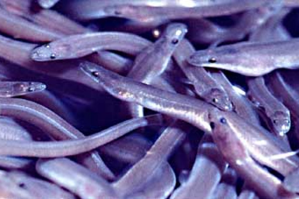 Juvenile american eels