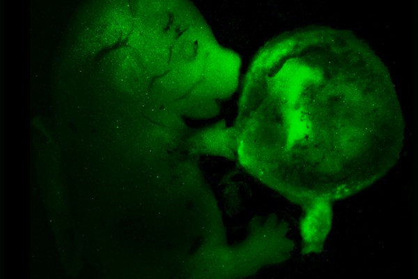 Cells reprogrammed in living mice, labelled with green fluorescent protein (GFP) and added to a developing embryo can contribute to all of the tissues of the developing animal, including the placenta.