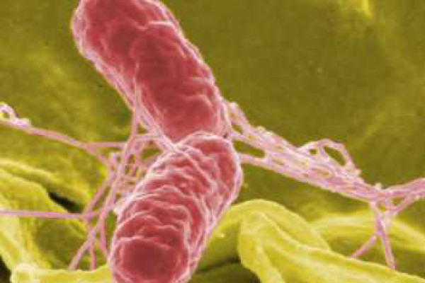False colour SEM of Salmonella bacteria