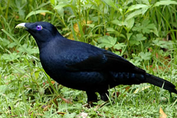 Male Satin Bowerbird, Ptilonorhynchus violaceus