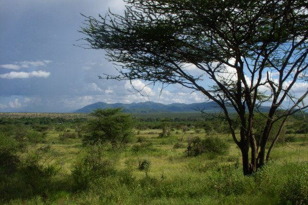 An East African savanna landscape of tree-dotted grassland is shown in this image from Samburu National Reserve in Kenya. The more heavily vegetated area in the middle distance is the corridor of the Ewaso Ngiro River.