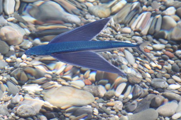 The flying fish Exocoetus volitans