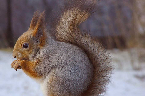 Sciurus vulgaris, a European squirrel