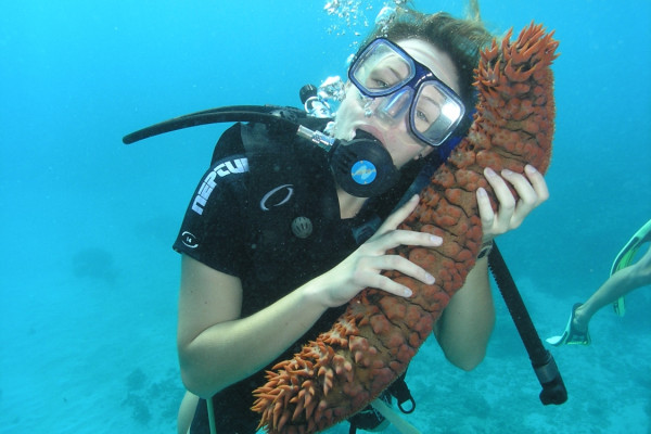 Sea cucumber snuggle - Scuba diving on the Great Barrier Reef off the coast of Australia