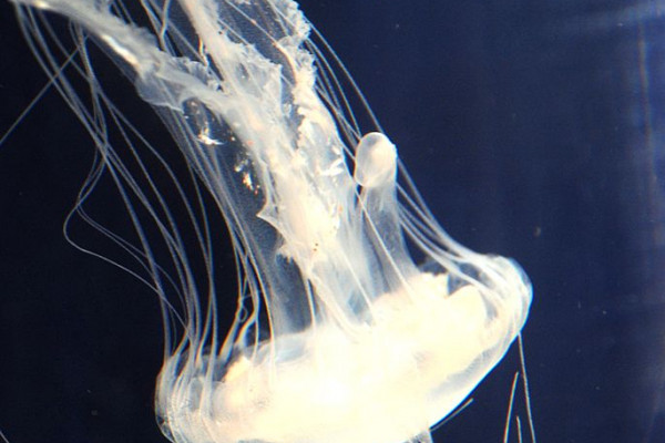 Chrysaora quinquecirrha - the Sea nettle