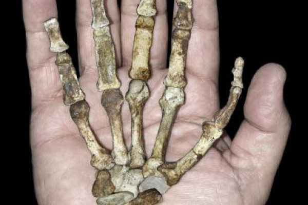 The right hand skeleton of the adult female MH2 against a modern human hand. The hand, seen here in palmar view, lacks three wrist bones and four terminal phalanges, but is otherwise complete.