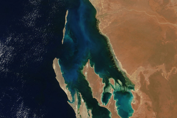 NASA's Terra satellite captured this image of phytoplankton in bloom in Australia's Shark Bay on November 6, 2004.