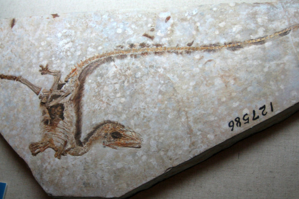 Sinosauropteryx type specimen with filament impressions, Inner Mongolia Museum