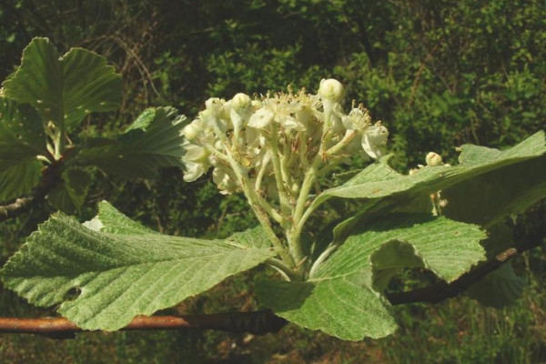 Common Whitebeam flowers