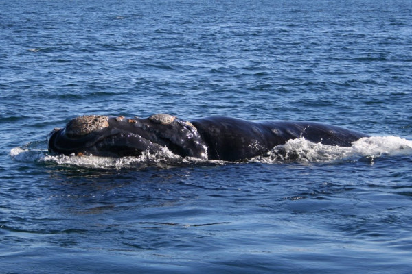Southern right whale (Patagonia, Argentina)