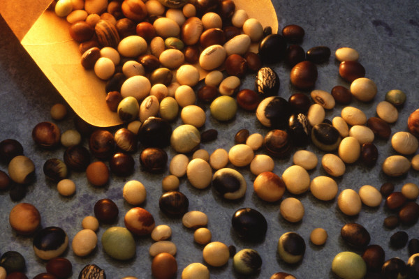 Varieties of soybeans