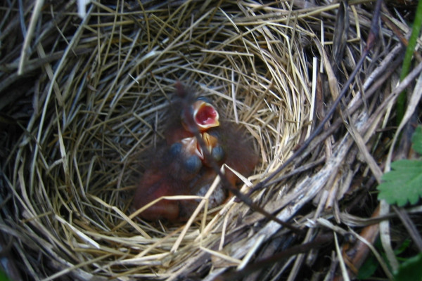 Infant Lincoln's Sparrows