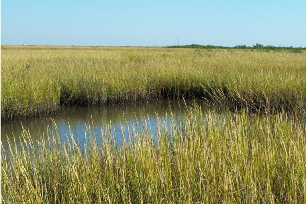 The coast of Louisiana is a deltaic system built of sediment transported from all over the United States by the Mississippi River. The river carries this sediment load to the coast where it settles out and forms sediment lobes or land.