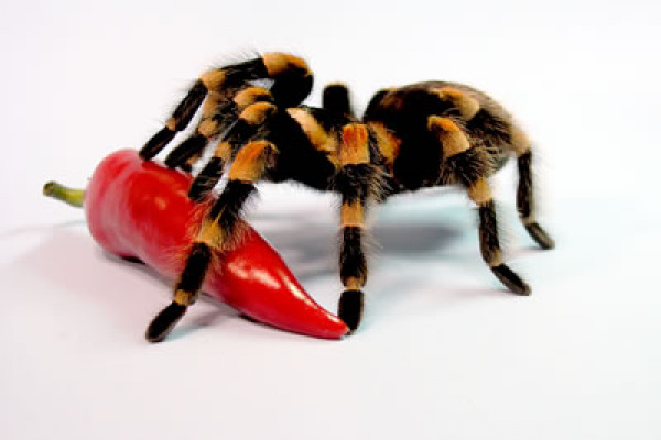 The Trinidad tarantula - fangs as big as a rattlesnake's and dinner is as big as baby mouse.