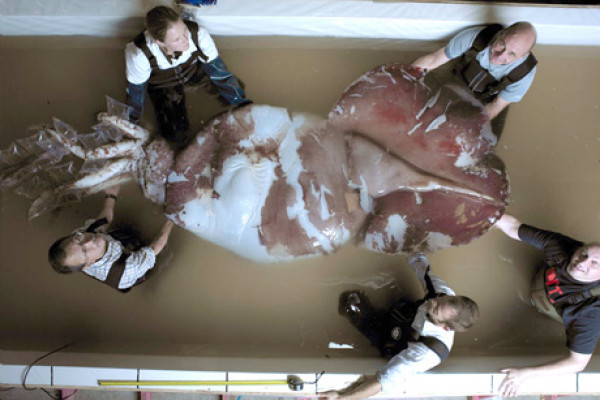 Colossal Squid Dissection