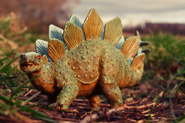 Illustration of Stegosaurus genders