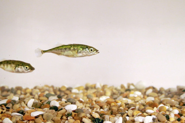 Stickleback fish