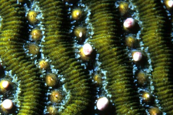 Coral spawning