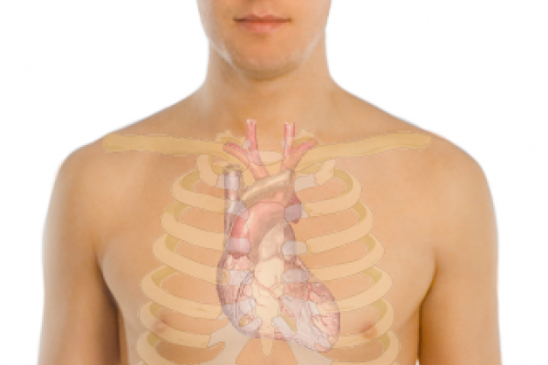 Surface anatomy of the heart