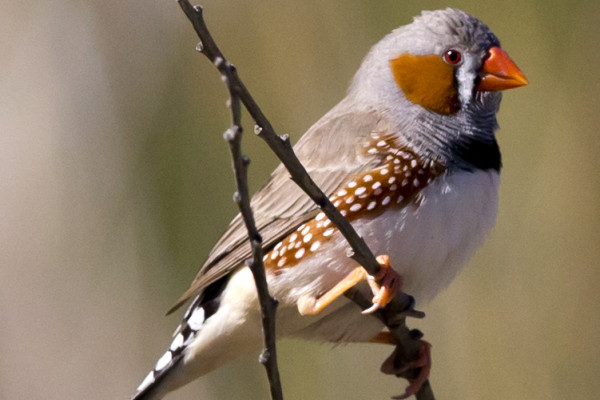 Taeniopygia guttata - A male Zebra Finch in Karratha, Pilbara, Western Australia, Australia.