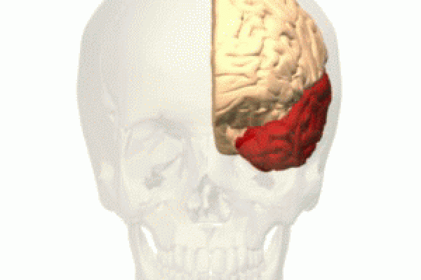 left temporal lobe