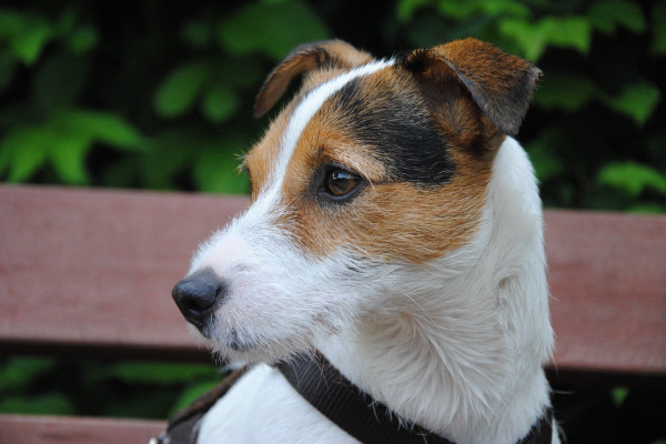 A terrier pet dog