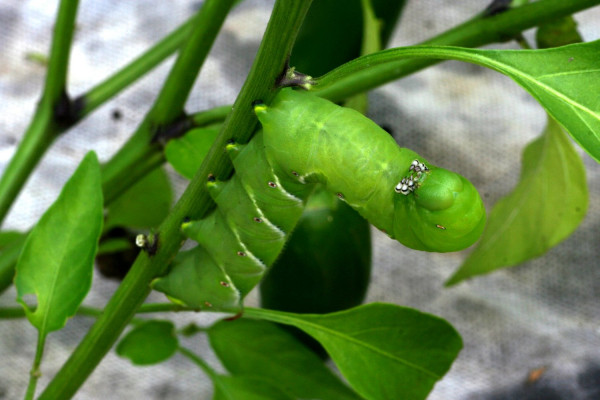 Tobacco hornworm (Manduca sexta) on a bell pepper plant.