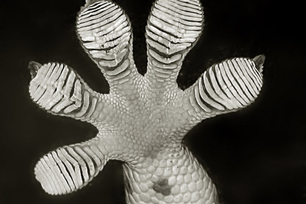 A Gecko foot, showing the sticky pads which are so interesting