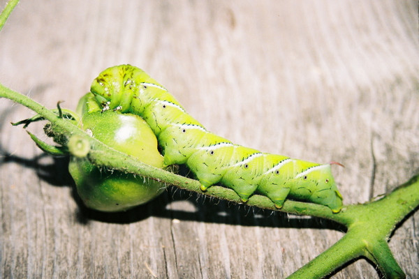 Tobacco Hornworm Caterpillar, feeding on tomato plants